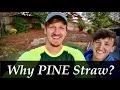 PINE STRAW WHERE and WHY to use it