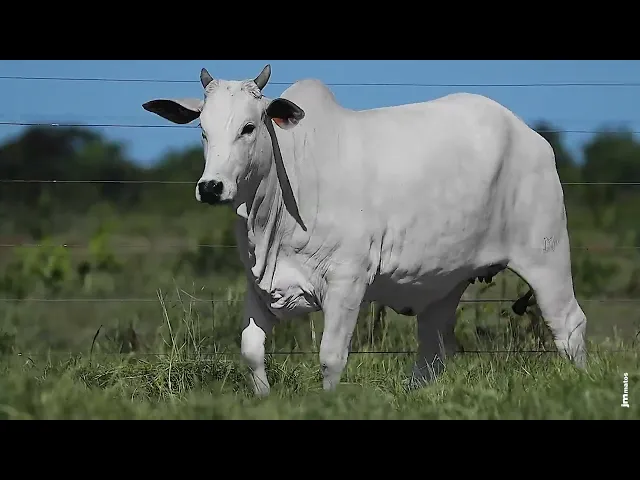 Matriz Nelore GLMP - 1226