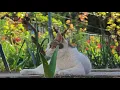 Download Lagu Relaxing Cat Video 336