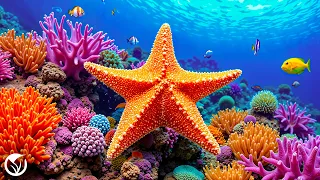 Calm Music And Underwater Wonders Colorful Reefs For Relaxation 