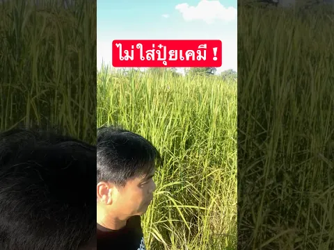 ไม่ใส่ปุ๋ยเคมี ข้าวก็งามได้! #เกษตรกรชาวบ้าน #วิถีชาวบ้าน
