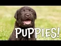 Puppy Facts for Kids