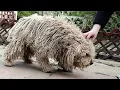 YOU WON T BELIEVE how this DOG looks before shaving all this matted fur we paid for shaving him