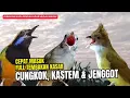 Download Lagu Masteran Full Tembakan Kasar Cepat Masuk | Cucak Cungkok, Cucak Jenggot,  Kapas Tembak
