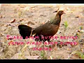 Download Lagu suara ayam hutan betina ampuh pikat ayam hutan jantan