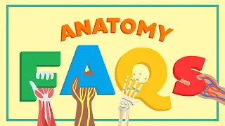 The 3 Questions Every Anatomy Student Has