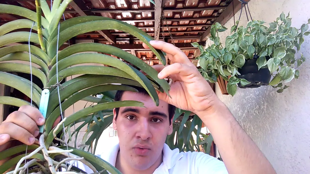 CULTIVO DA ORQUÍDEA VANDA