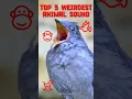 Download Lagu You Won’t Believe These Bizarre Animal Sounds 😱 #animalsounds #weirdfacts #natureiswild #didyouknow