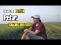 Download Lagu Petani bawang merah//bawang cantik