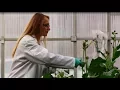 Illinois biologists power up plant productivity LiveBIG 2017-18
