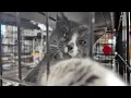 Akron Rescue Cats locked out of Facebook account during peak fundraising season