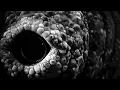 Volumes - Sidewinder (Official Visualizer)