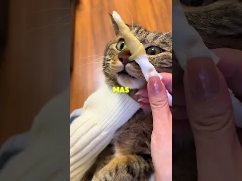 Nadie entendía qué salía de su nariz… 😨🐱