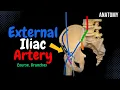 Lagu External Iliac Artery Scheme (Course, Branches) | Anatomy