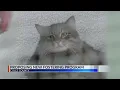 Coles Co woman pushing to create foster program for animals
