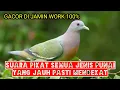 Download Lagu gacor dan ampuh suara pikat pemanggil jenis burung punai‼️terbukti di jamin work tanpa menunggu