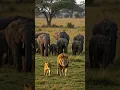 Download Lagu Elephants're walking behind loins. #animal #wildlife #lion