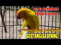 Download Lagu PANCINGAN LOVEBIRD LUTINO GESTANG/GESPANG|| pancingan birahi emosi lb jantan