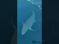 Download Lagu TAKLUK PAKAI UMPAN HIDUP 🐟🎏😱#fishing #mancing #fish #fishinglife #ikan #gianttrevally #viral #fyp