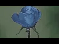 harry styles - sweet creature (slowed + reverb)