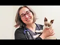 FACE Low-Cost Animal Clinic - Low-Cost High-Volume