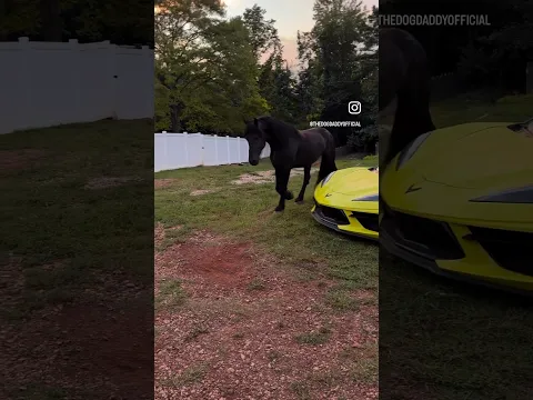 Where Did My Horse Go? 🤭