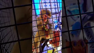 قرد وترند جديد 🐒😂👏