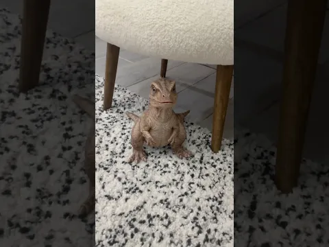 Yeni taşındığım eve dinozor girdi