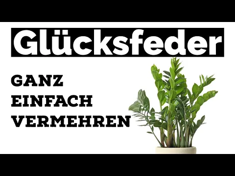 Glcksfeder vermehren: Einfache Anleitung & Tipps