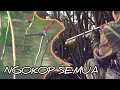 Download Lagu Paser mania | IKANNYA NGOKOP SEMUA #paserikanterbaru #sniperikan #sniperfish #fishing 