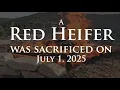 A Red Heifer was sacrificed in Israel on July 1 2025