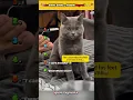 Download Lagu “Top 6 Hilarious Cat Reactions to Stinky Socks 😂🧦”#shorts