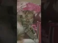 turu lucu