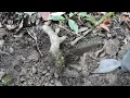 Download Lagu YAMADORI/Naturl Bonsai 美男カズラ   ♯653