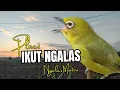 Download Lagu Terapi Pleci Agar Cepat Buka Paruh