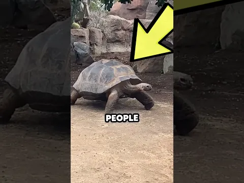 Turtle✨