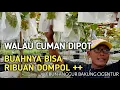Download Lagu CUMA PAKAI POT TAPI ANGGURNYA BISA BERBUAH SAMPAI RIBUAN DOMPOL