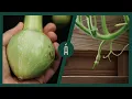 Download Lagu De ideale courgette voor een kleine tuin! I Kweken en oogsten I Angelo Dorny