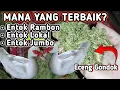 Lagu PERBANDINGAN ENTOK LOKAL,JUMBO \u0026 RAMBON,BAGUS MANA? TERNAK DENGAN PAKAN ALAMI MURAH,IDE USAHA #ENTOK