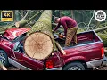 Dangerous Fastest Idiots Cutting Tree Fails Skill With Chainsaw Tree Falling on Houses