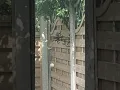 Great Tits having a bath during the lockdown