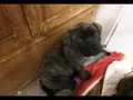 English Mastiff Puppies Sale in Andover MN