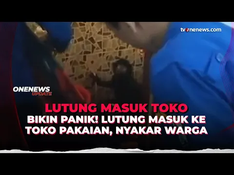Geger! Seekor Lutung Masuk ke Toko Busana dan Mencakar Warga