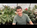Rhododendron Garden Tour 2022 | Flowers are Blooming at Kincaid's Nursery