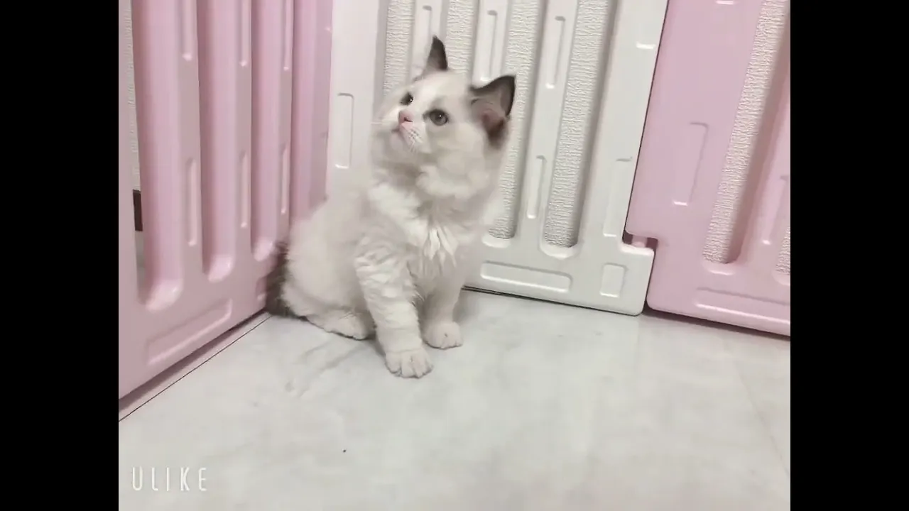 動画