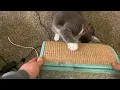 Boots Barkley Cat Wave Scratcher Review