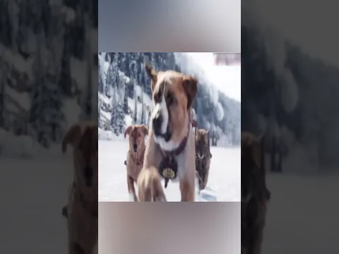 कुत्ते की समझदारी 😮 | #shorts #shortvideo #dog