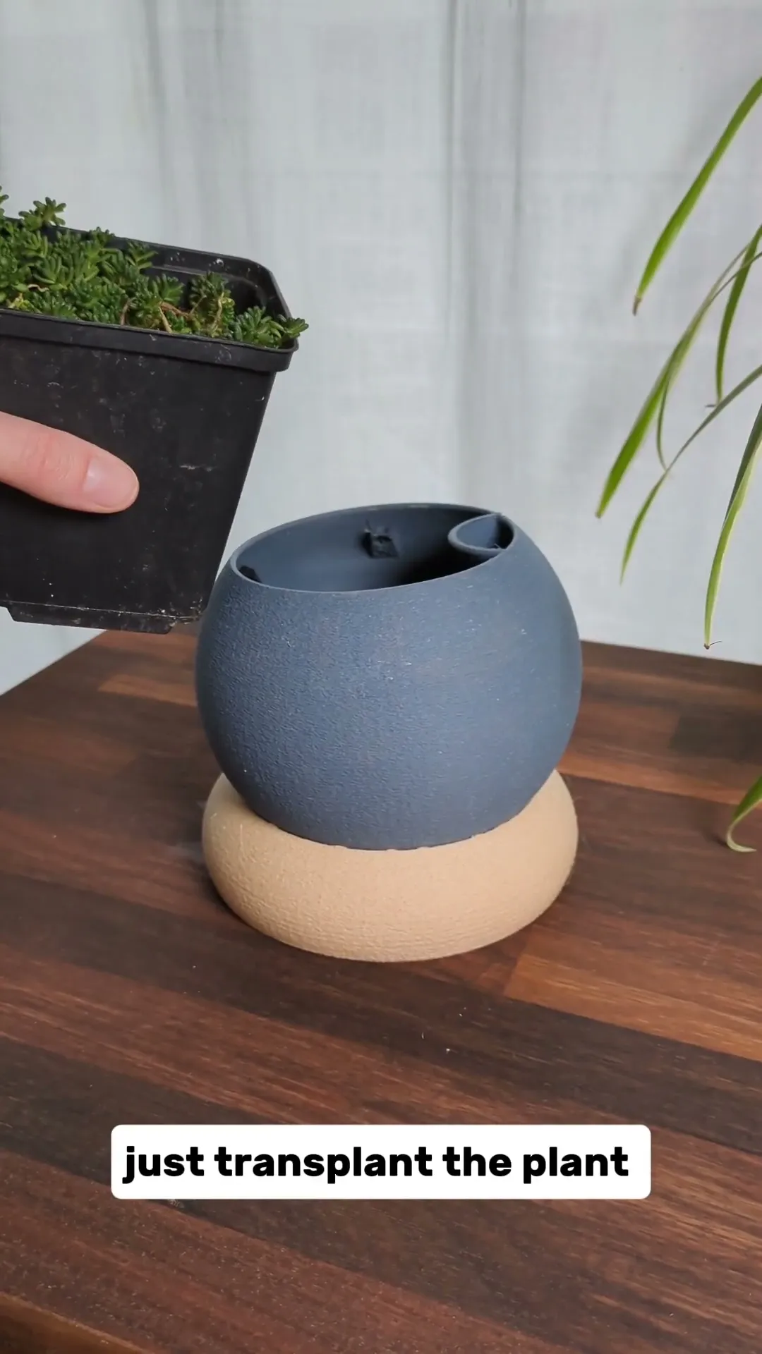 Self-Watering Ball