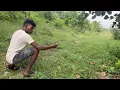 Unbelievable Rabbit Hunting - Catching Wild Rabbits in a Net for an Easy Hunt