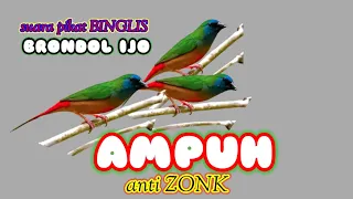suara pikat binglis brondol ijo ter ampuh